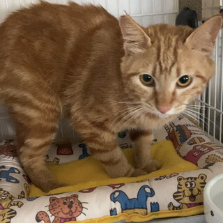 スリゴロ人なれ抜群♡タビー柄のセージくん、1〜2歳