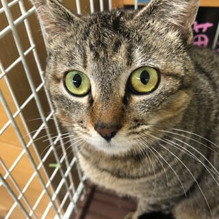 かまって❤️人懐っこいキジトラ女子サーバル