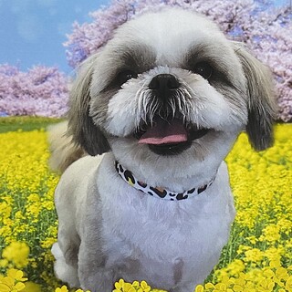 シーズー♂甘えん坊