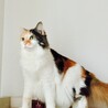 シマミント