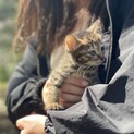 写真更新しました！1ヶ月の子猫です