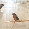 PBFD陽性のアキクサインコ2羽＠仙台市 サムネイル2