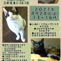 にゃんこ譲渡会