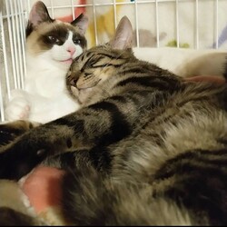 にゃんこ譲渡会 サムネイル2