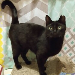 にゃんこ譲渡会 サムネイル3