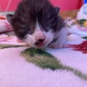 保護した猫の赤ちゃん③ハナクロちゃん