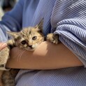 再募集です！1ヶ月の子猫