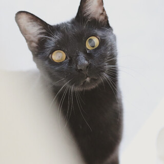 岐阜多頭崩壊現場レスキュー☆シャイボーイくまお☆