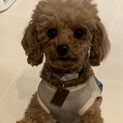 ありがとうございました