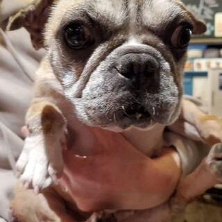 保護っこ マンゴーちゃん 兵庫県 犬の里親募集 ペットのおうち 月間利用者150万人 保護っこ マンゴーちゃん 兵庫県 犬の里親募集 ペットのおうち 月間利用者150万人