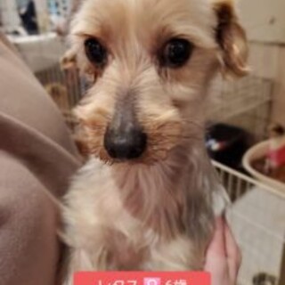 保護っこ♬レタスちゃん♪里親絶賛募集中！
