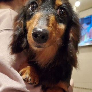 保護っこ♬はるみちゃん♪里親絶賛募集中！