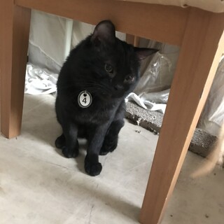 黒猫　オス　手術済　しっぽ真っ直ぐです