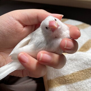 白文鳥（生後1ヵ月程度）の里親探しています