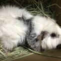 男の子 モルモット  里親様募集です。