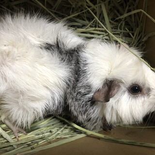 男の子 モルモット  里親様募集です。