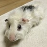 男の子 モルモット  里親様募集です。 サムネイル2