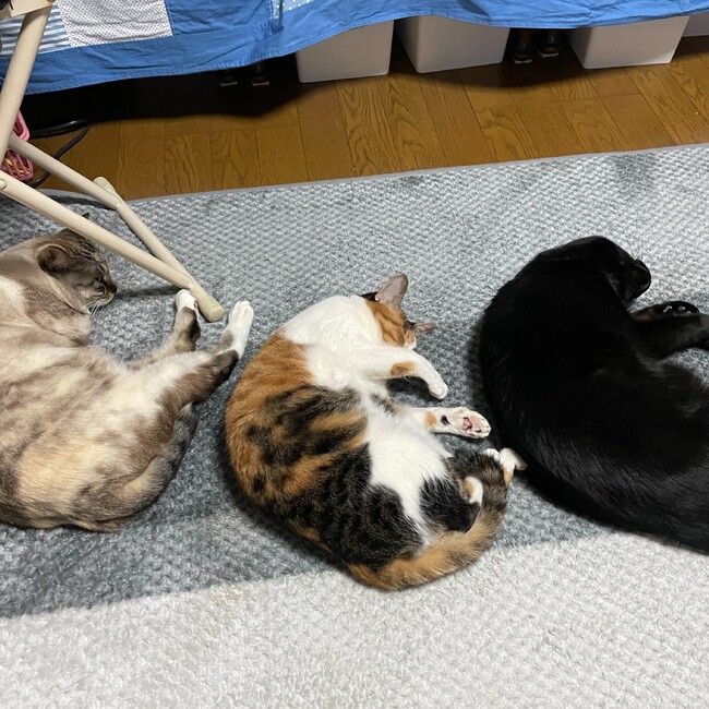 nao.oguのカバー写真