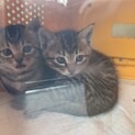 子猫　1ヶ月　2匹