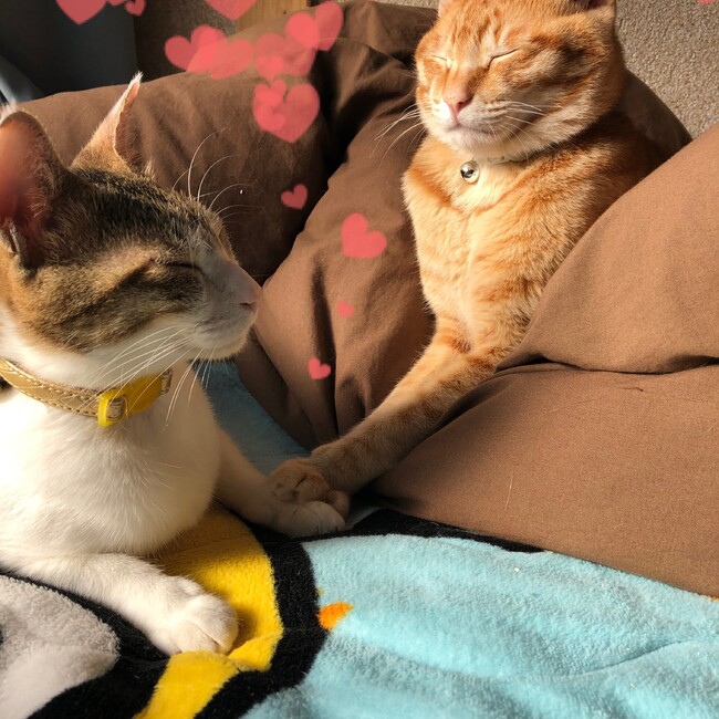日向春之輔のカバー写真