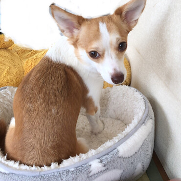 見返り美犬