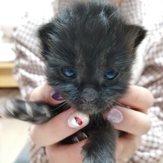 フワフワ黒ねこちゃん