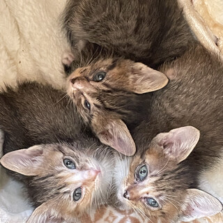 元気いっぱいチビちゃん