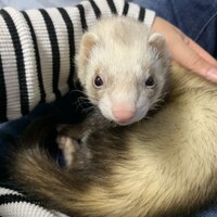 テテ