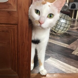 一般社団法人 グラビューハートが投稿した里親募集 ペットのおうち 月間利用者150万人