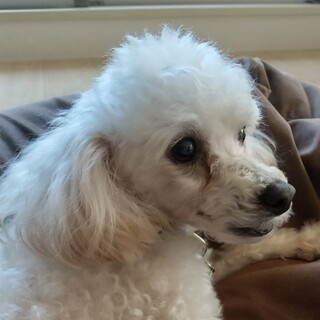 優しさあふれる毎日を可愛いサランちゃんに♡