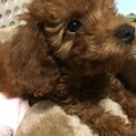 トイプードル7ヶ月