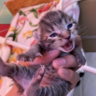 保護した猫の赤ちゃん⑤ゴウちゃん