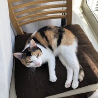 ひまわり