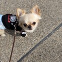 ロングコートチワワの里親募集