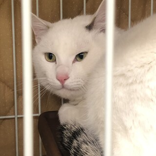 ナデナデしてにゃ❤️に、変身した甘えん坊オーツ