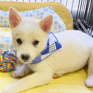 懐っこくて人が大好き☆スモア君2ヶ月