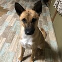 元野犬の子
