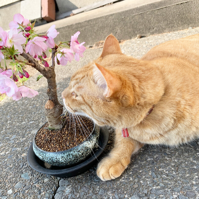 さんじくんママのカバー写真