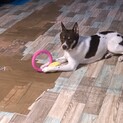 元野犬の子