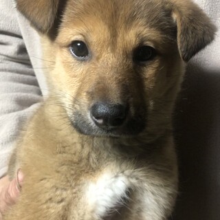 【里親様決定】ディル♂の幸せが見つかりました♡