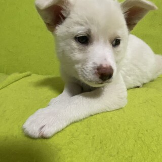 晴君の安心出来るずっとのお家を探しています