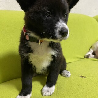 双葉の安心出来るずっとのお家を探しています
