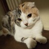 【スコティブリーダー廃業】ラブリーなおしゃれ三毛 サムネイル2