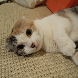 【スコティブリーダー廃業】ラブリーなおしゃれ三毛