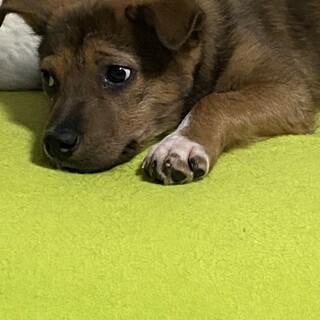 ライ君の安心出来るずっとのお家を探しています