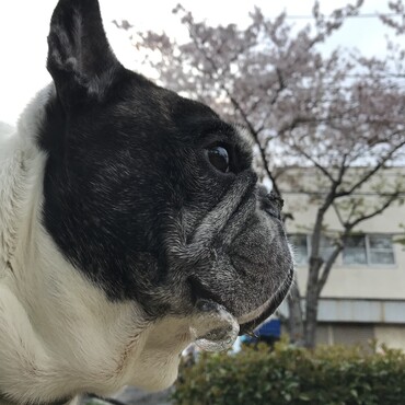 愛しいベーちゃんを待つ桜とぴっぴくんとあぶく