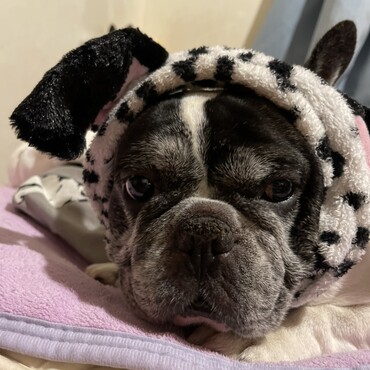 にーちゃんのベッドでまったりしたいけど、イタズラされるぴっぴくん