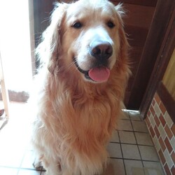 『待て』はできるんだけど・・・。