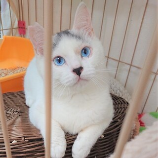 ブルーの瞳、ぬいぐるみのような男の子「ケンシロウ」