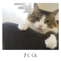 ◌名古屋市守山区◌猫の譲渡会